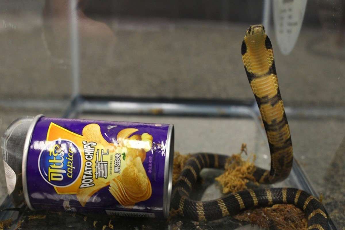 king cobras nz history background
